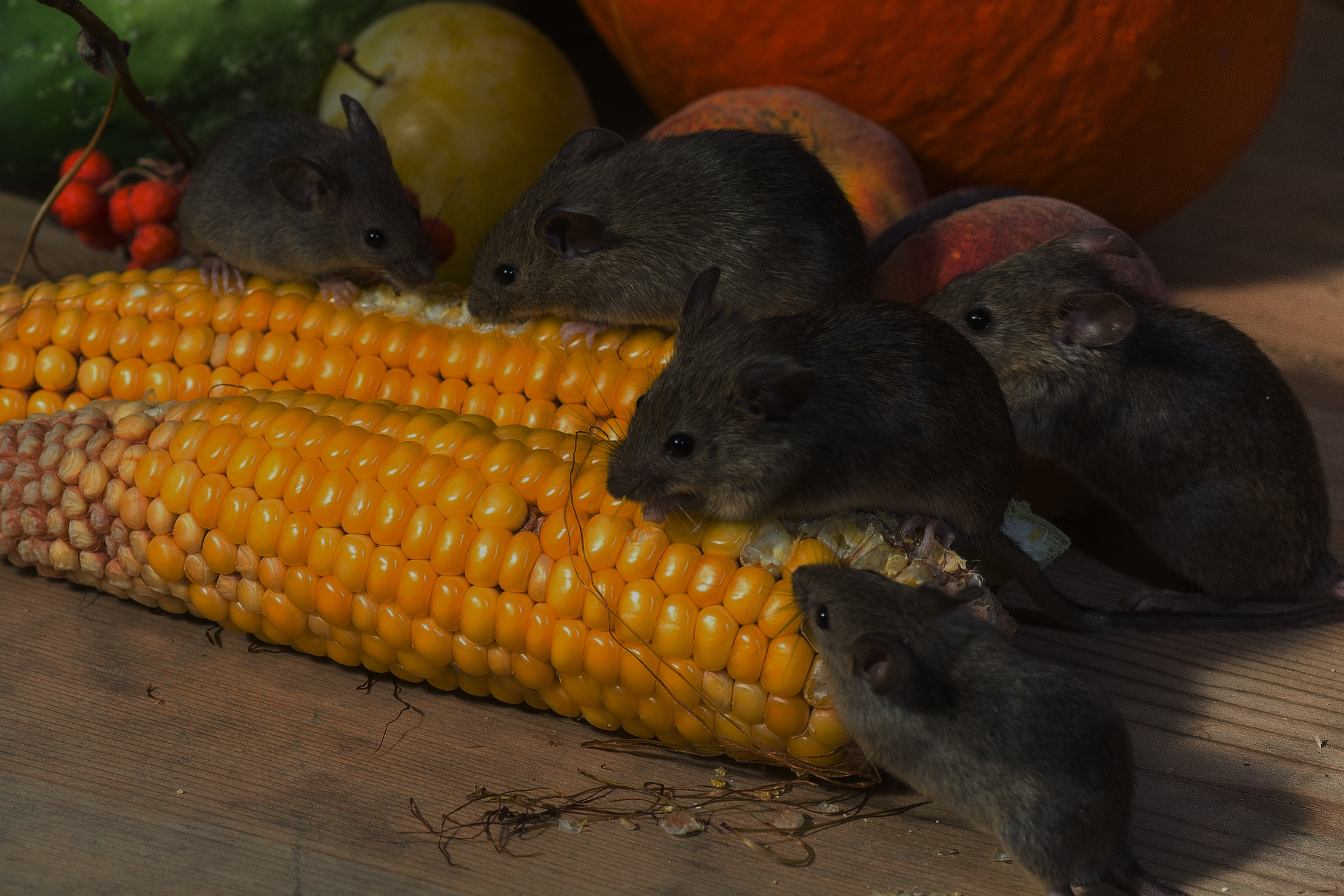 myszy jedzące kukurydzę