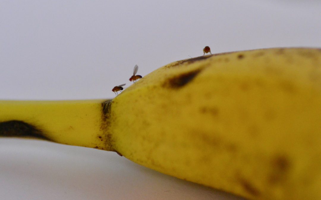 muszki owocówki na bananie